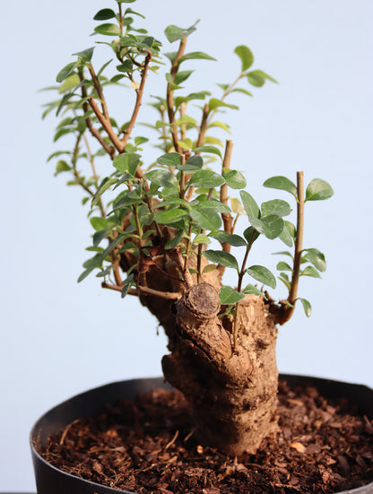 Privet Bonsai  Tree Material - CLEARANCE