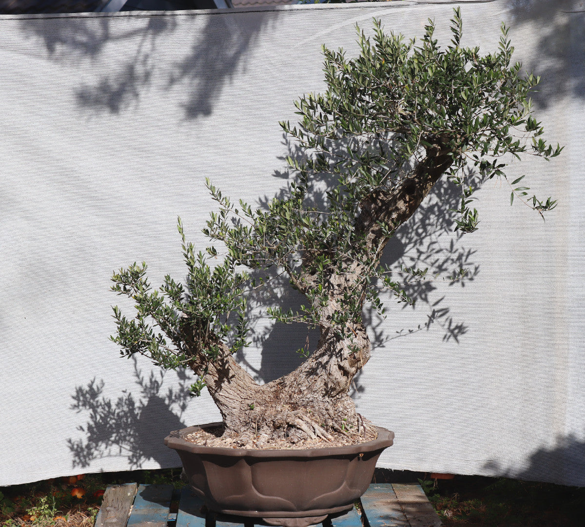 Niwaki / Bonsai Wild Olive Massive Olive Bonsai