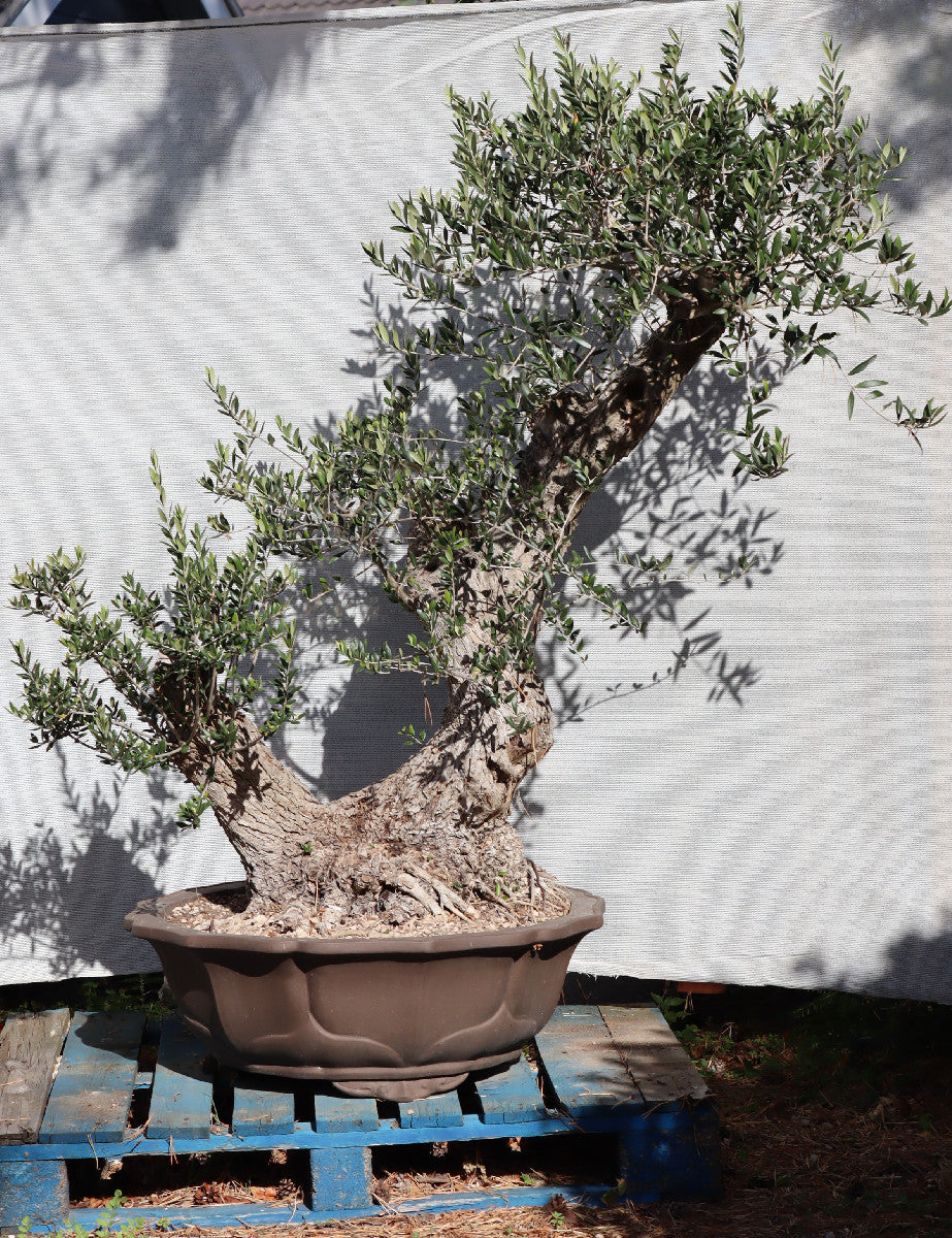 Niwaki / Bonsai Wild Olive Massive Olive Bonsai
