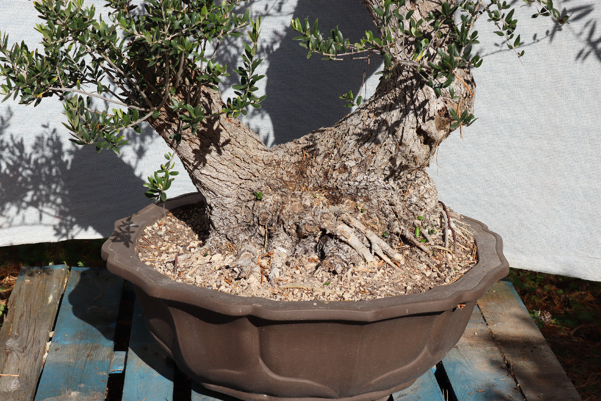 Niwaki / Bonsai Wild Olive Massive Olive Bonsai