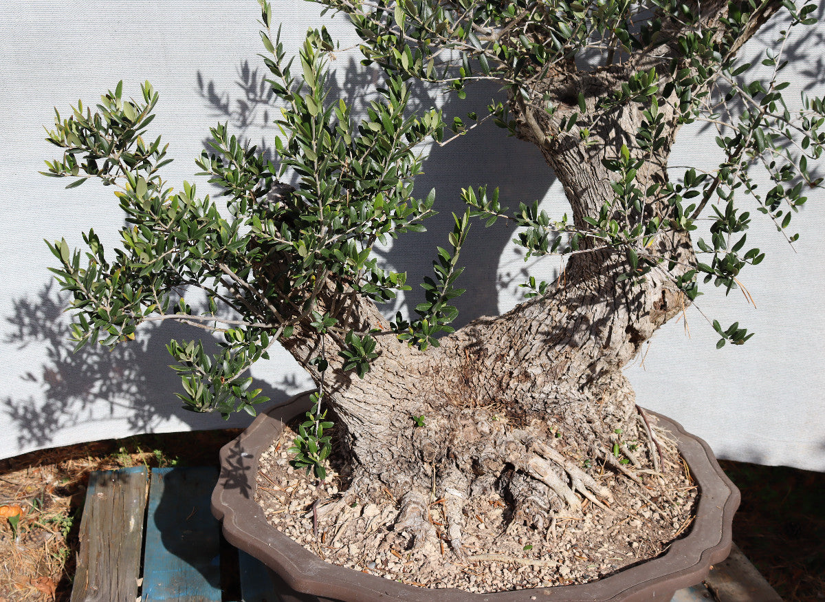 Niwaki / Bonsai Wild Olive Massive Olive Bonsai