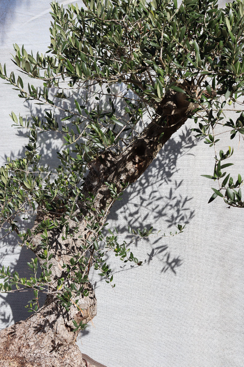 Niwaki / Bonsai Wild Olive Massive Olive Bonsai