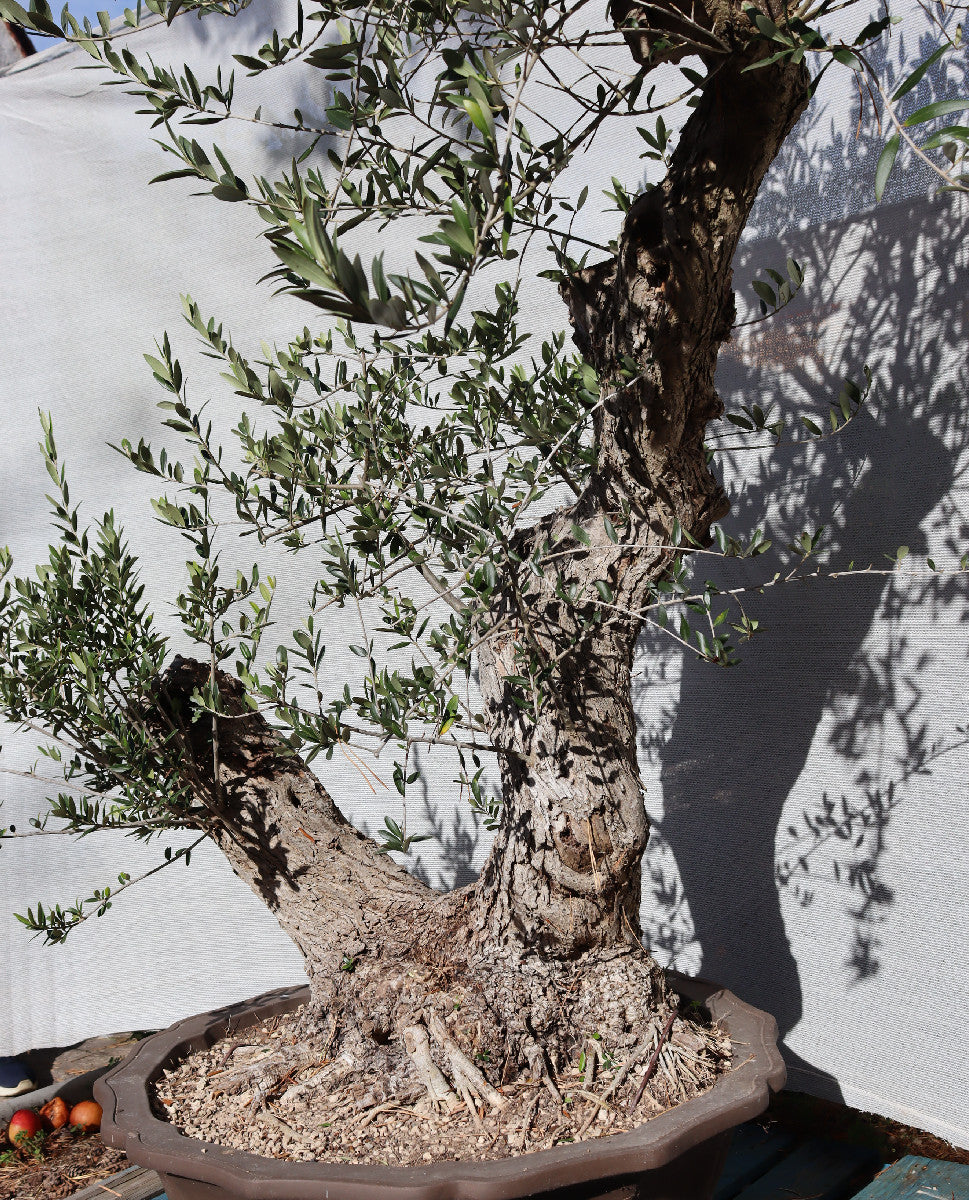 Niwaki / Bonsai Wild Olive Massive Olive Bonsai