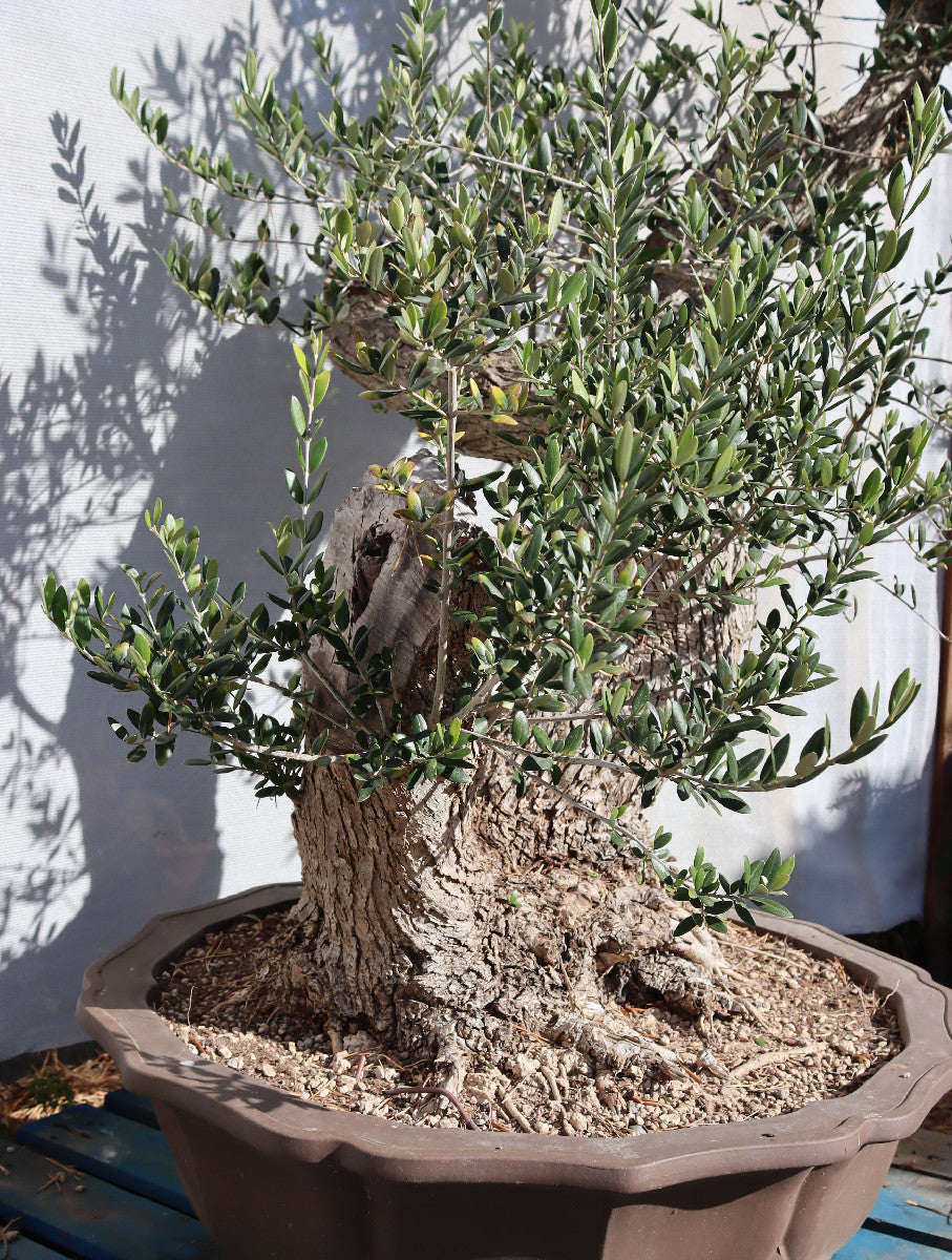 Niwaki / Bonsai Wild Olive Massive Olive Bonsai