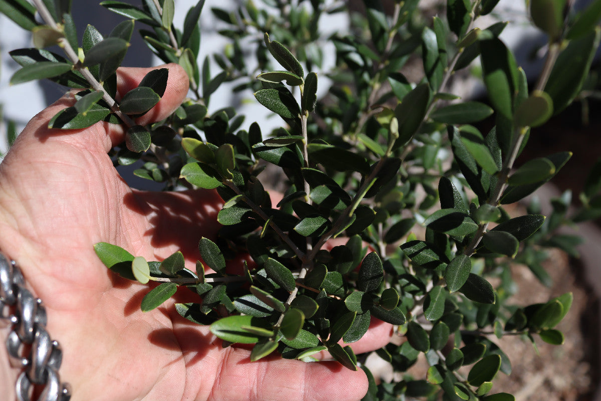 Niwaki / Bonsai Wild Olive Massive Olive Bonsai