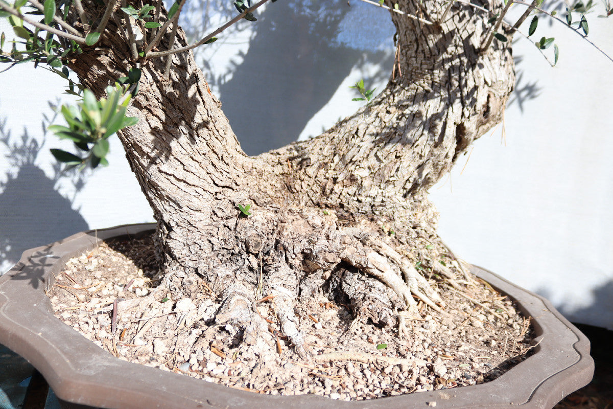 Niwaki / Bonsai Wild Olive Massive Olive Bonsai