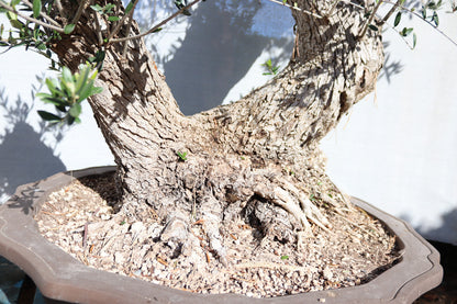 Niwaki / Bonsai Wild Olive Massive Olive Bonsai