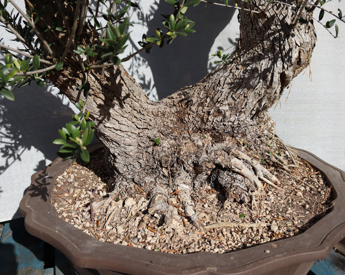 Niwaki / Bonsai Wild Olive Massive Olive Bonsai