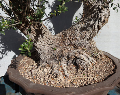 Niwaki / Bonsai Wild Olive Massive Olive Bonsai