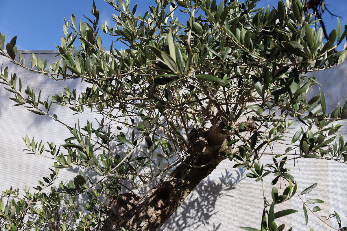 Niwaki / Bonsai Wild Olive Massive Olive Bonsai
