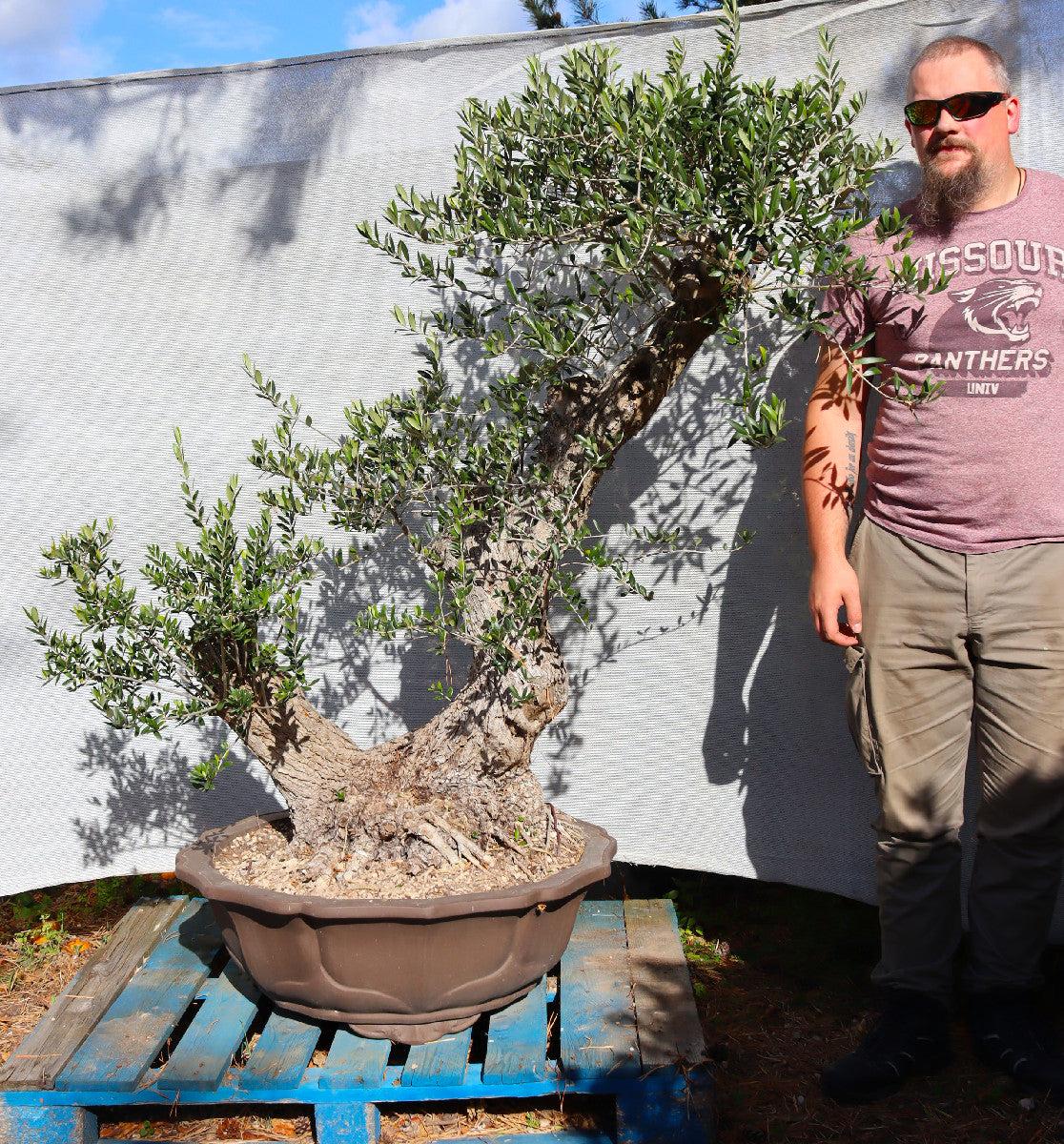 Niwaki / Bonsai Wild Olive Massive Olive Bonsai