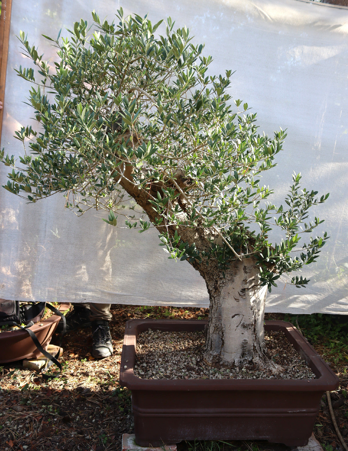 Niwaki / Bonsai Wild Olive Massive Olive Bonsai