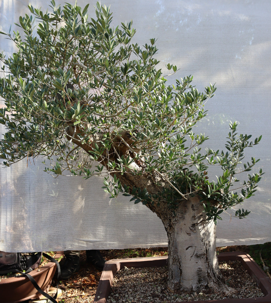 Niwaki / Bonsai Wild Olive Massive Olive Bonsai