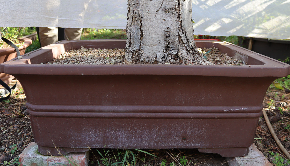 Niwaki / Bonsai Wild Olive Massive Olive Bonsai