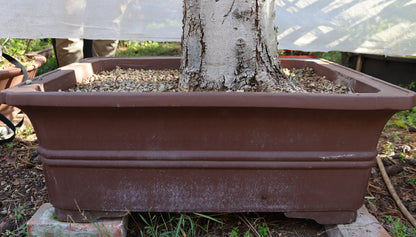 Niwaki / Bonsai Wild Olive Massive Olive Bonsai