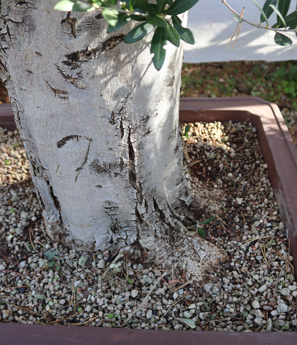 Niwaki / Bonsai Wild Olive Massive Olive Bonsai