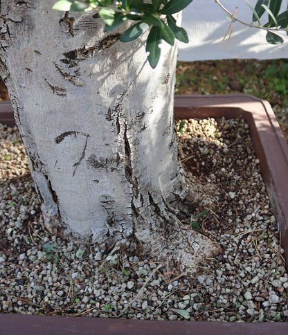 Niwaki / Bonsai Wild Olive Massive Olive Bonsai