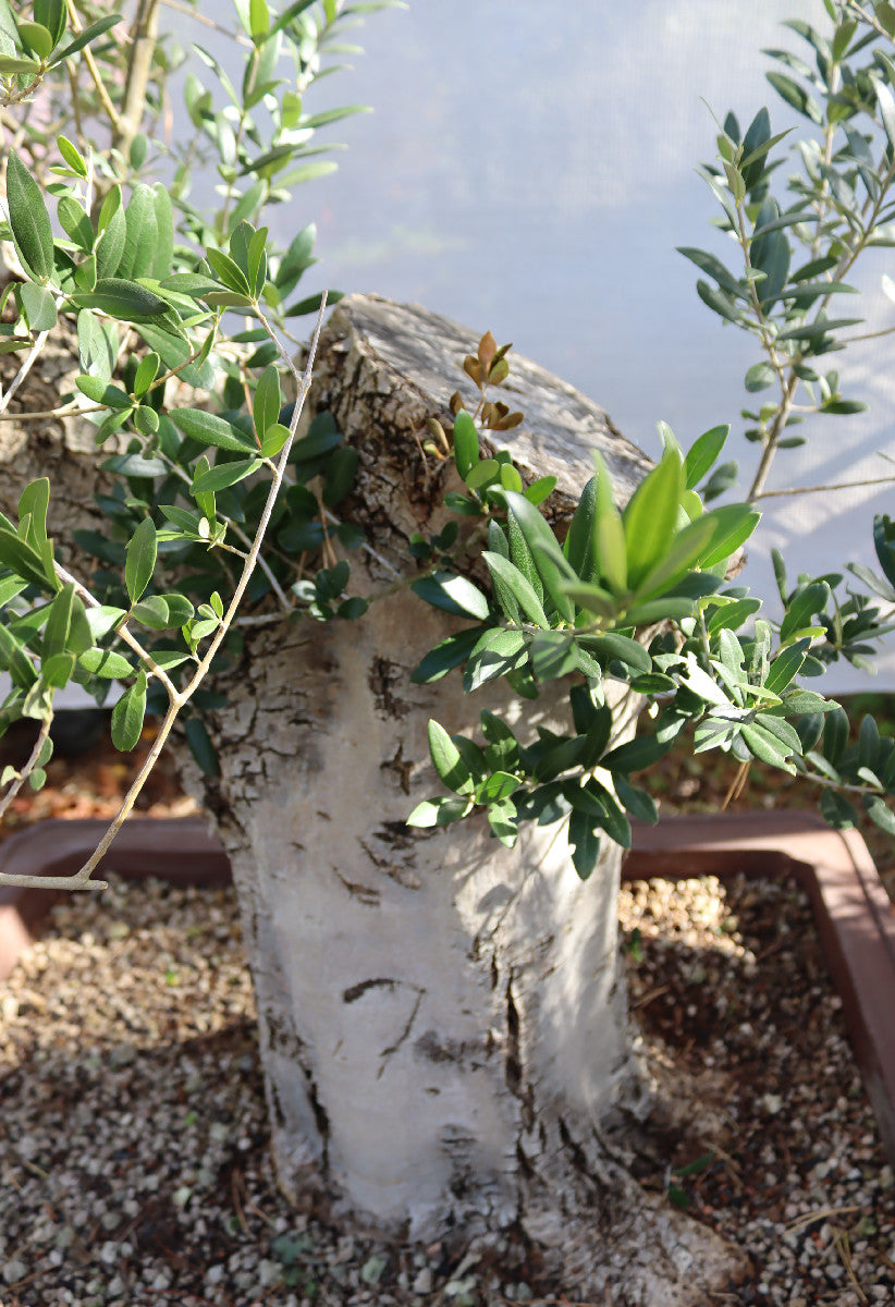 Niwaki / Bonsai Wild Olive Massive Olive Bonsai