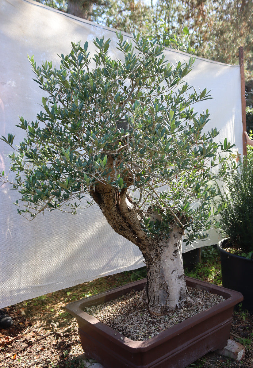Niwaki / Bonsai Wild Olive Massive Olive Bonsai