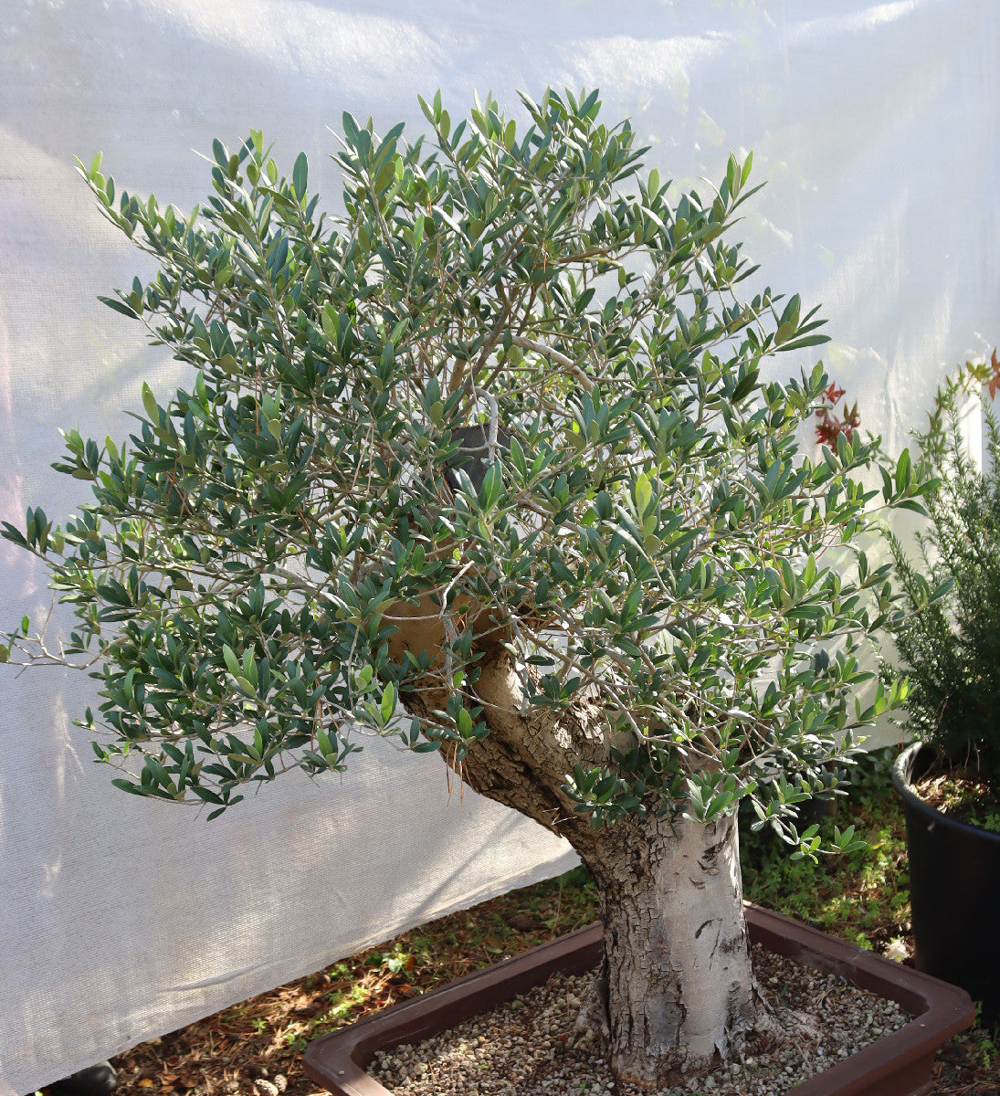 Niwaki / Bonsai Wild Olive Massive Olive Bonsai