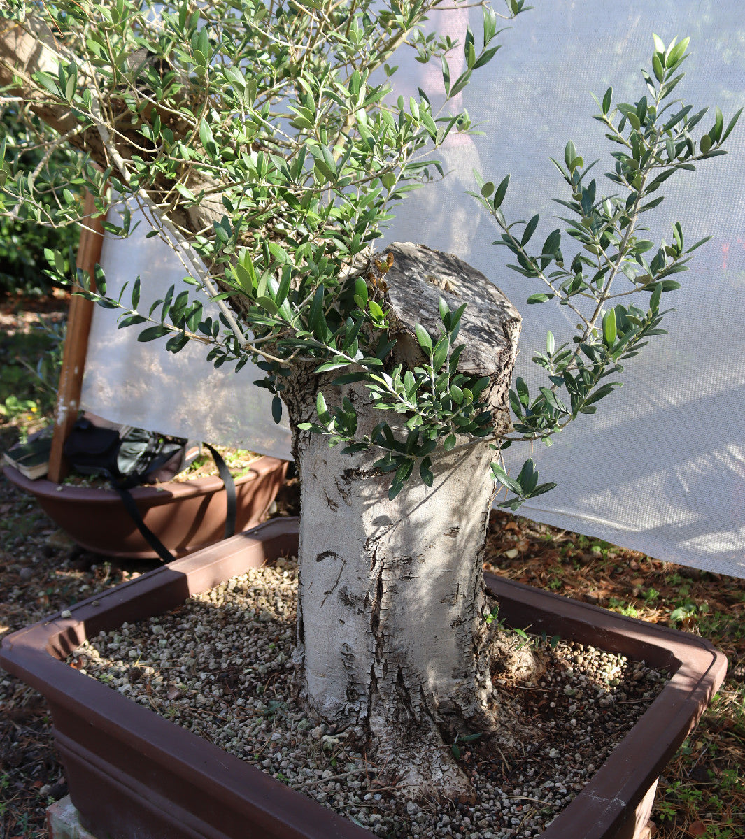 Niwaki / Bonsai Wild Olive Massive Olive Bonsai