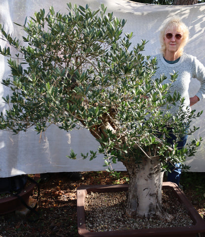Niwaki / Bonsai Wild Olive Massive Olive Bonsai
