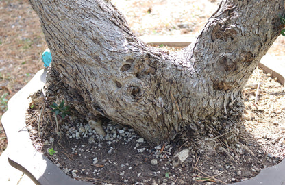 Niwaki / Bonsai Wild Olive Massive Olive Bonsai