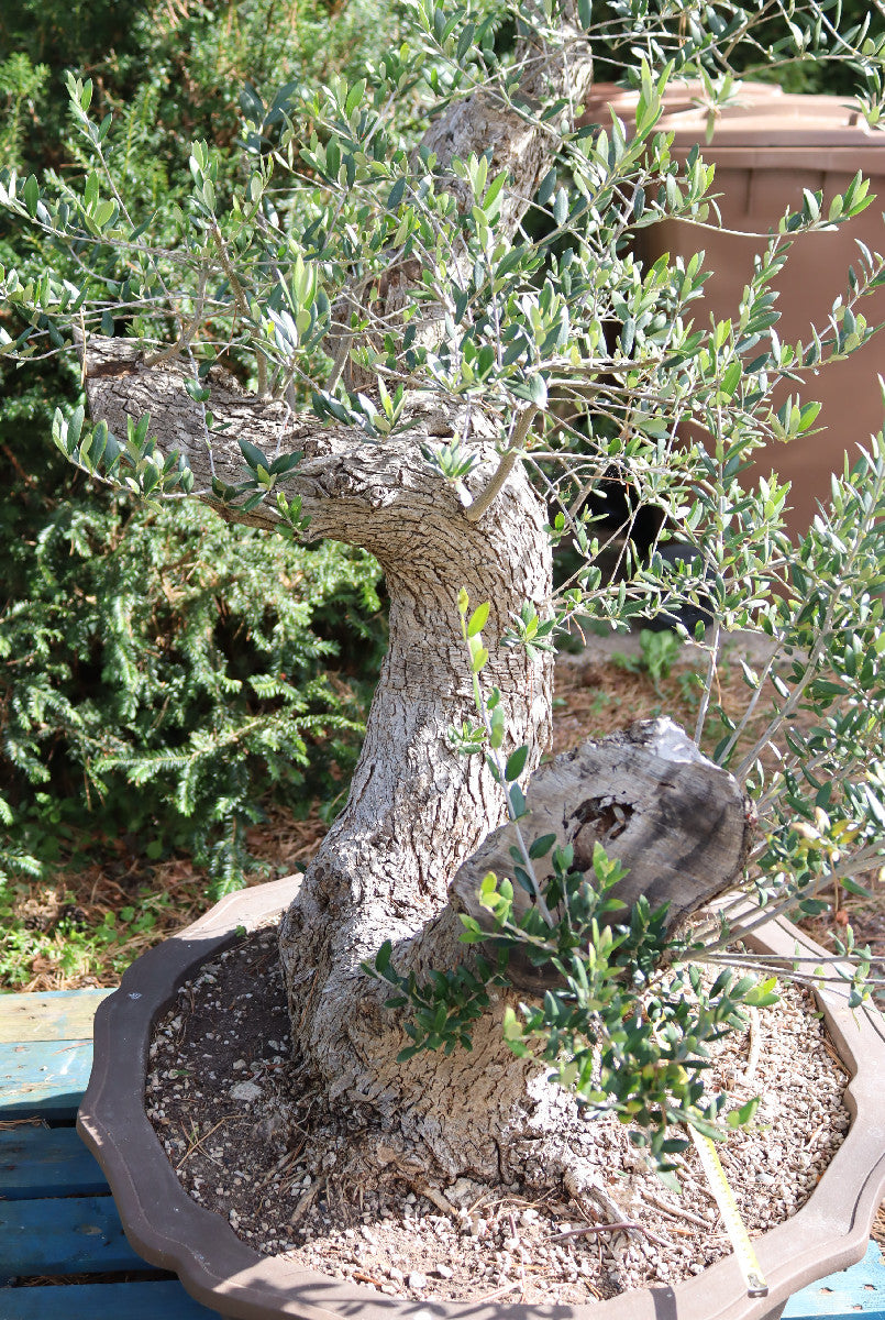 Niwaki / Bonsai Wild Olive Massive Olive Bonsai