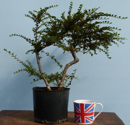 Cotoneaster Flowering Bonsai Starter Tree