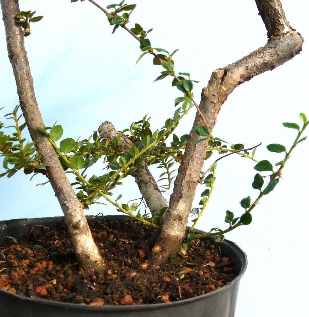 Cotoneaster Flowering Bonsai Starter Tree