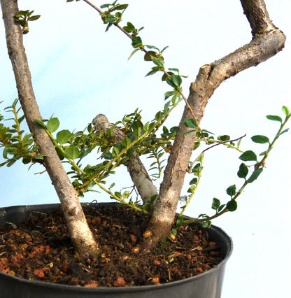 Cotoneaster Flowering Bonsai Starter Tree