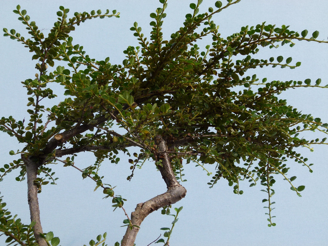 Cotoneaster Flowering Bonsai Starter Tree