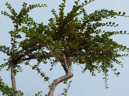 Cotoneaster Flowering Bonsai Starter Tree