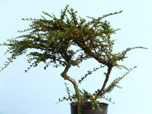 Cotoneaster Flowering Bonsai Starter Tree