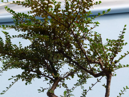 Cotoneaster Flowering Bonsai Starter Tree