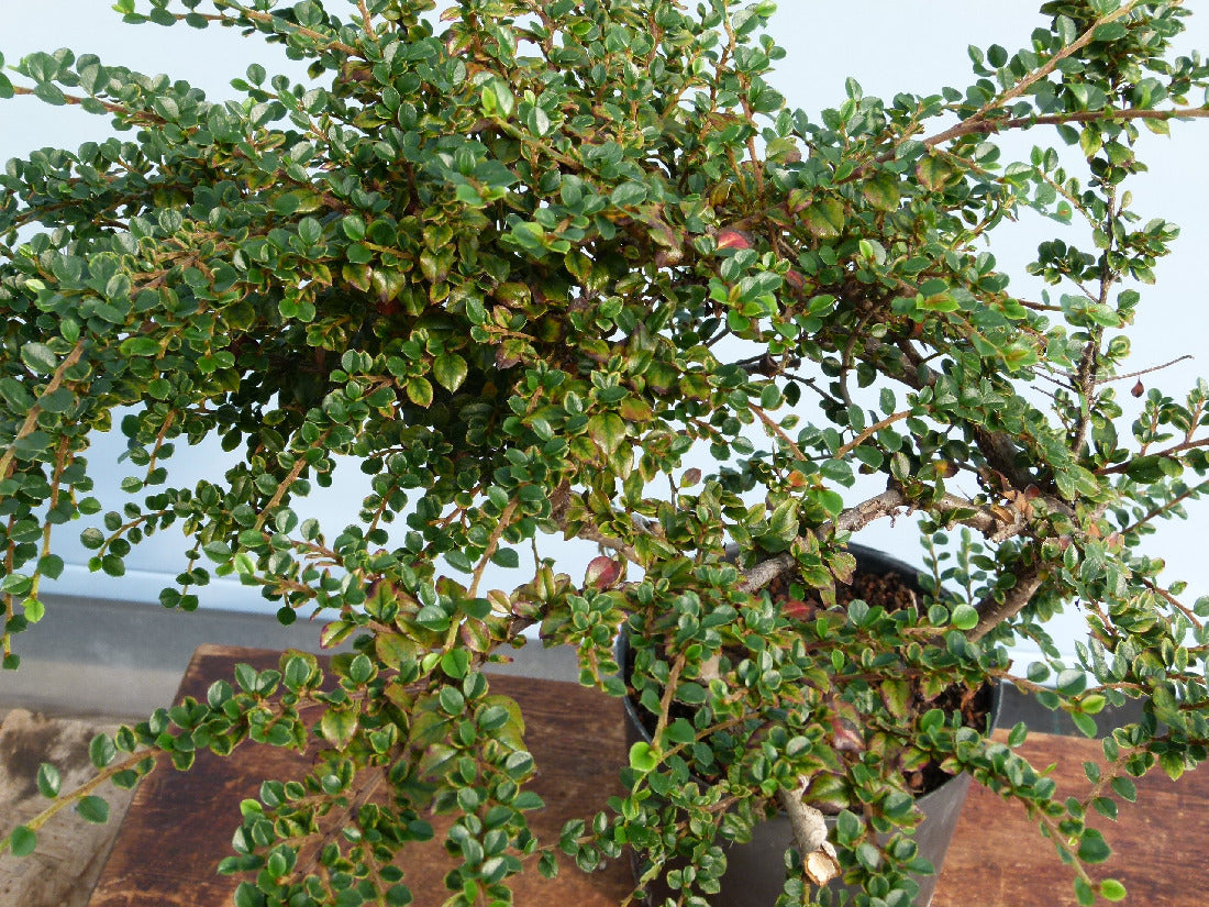 Cotoneaster Flowering Bonsai Starter Tree