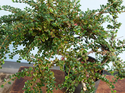 Cotoneaster Flowering Bonsai Starter Tree
