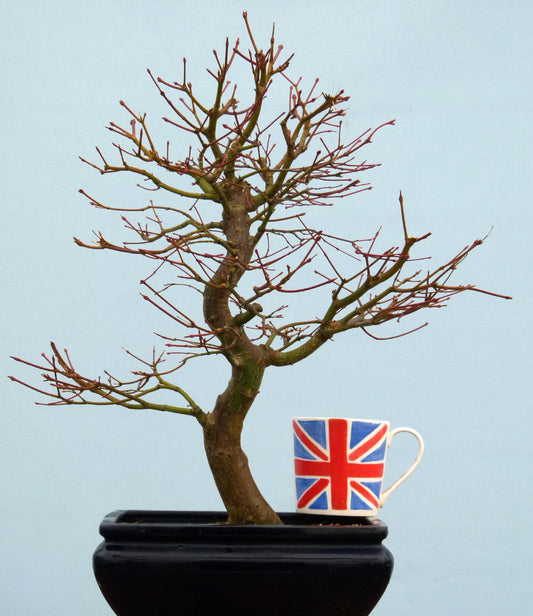 Japanese Maple Bonsai Tree