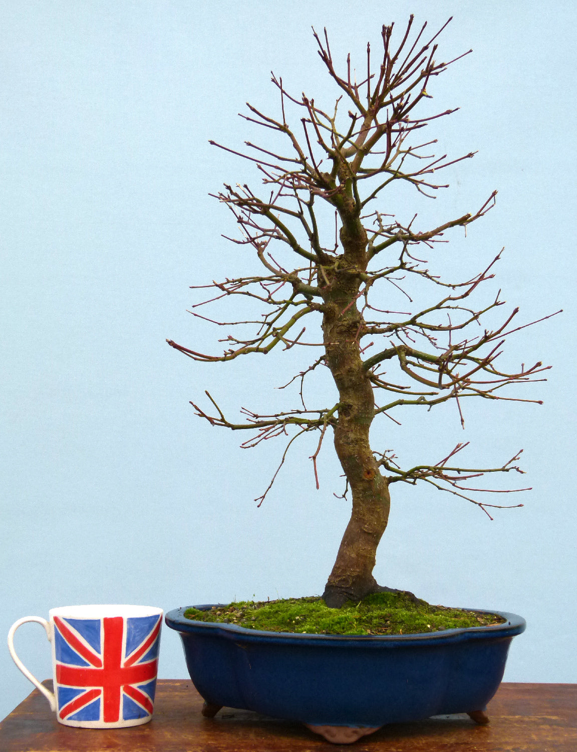 Japanese Maple Bonsai Tree