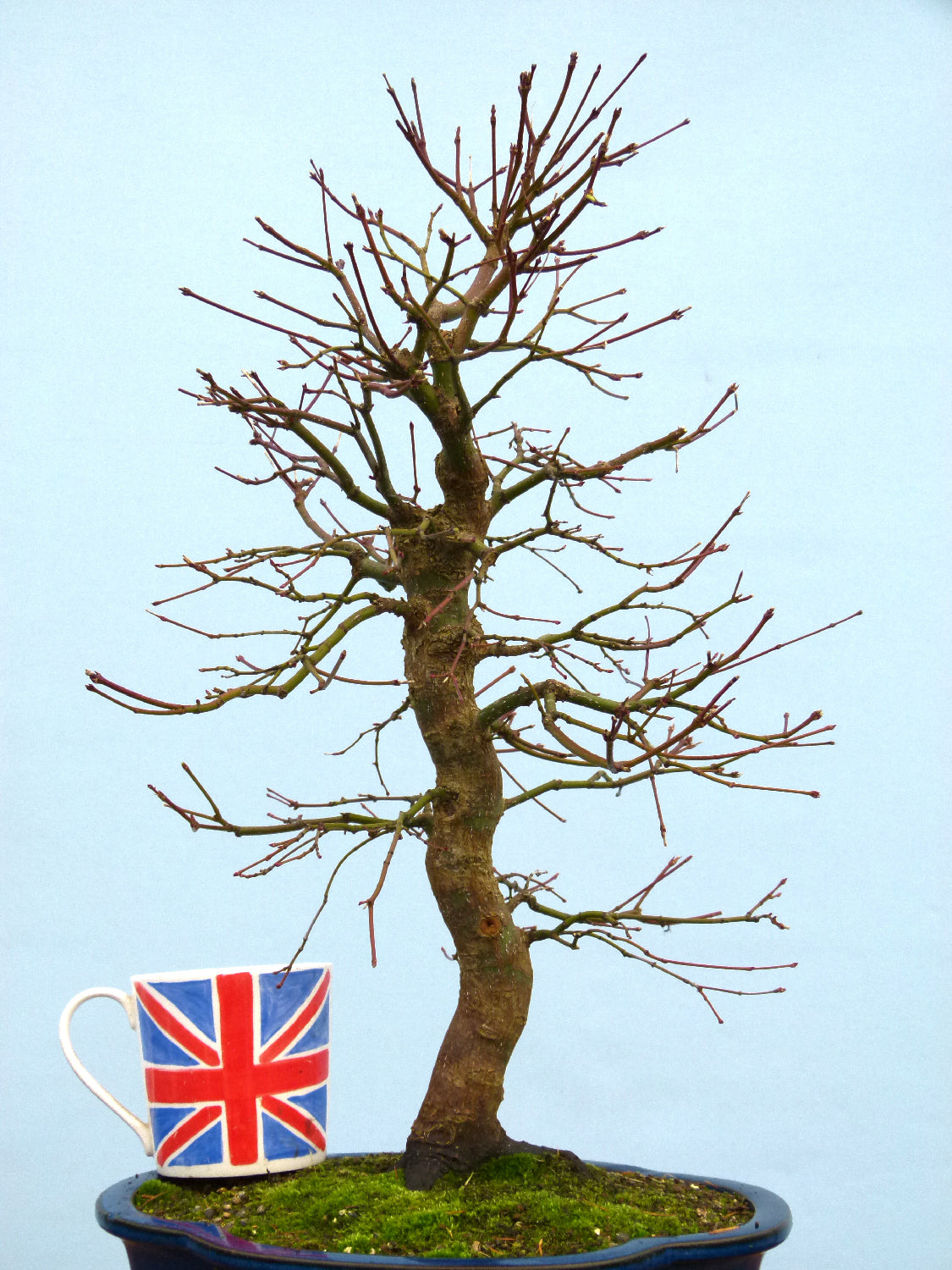 Japanese Maple Bonsai Tree