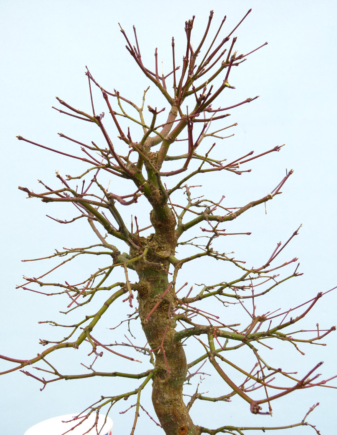 Japanese Maple Bonsai Tree
