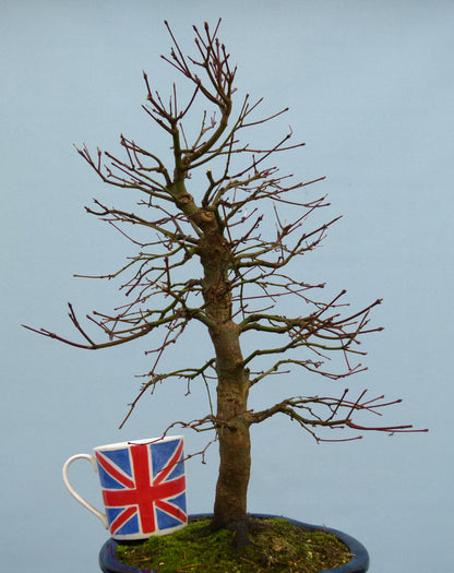 Japanese Maple Bonsai Tree