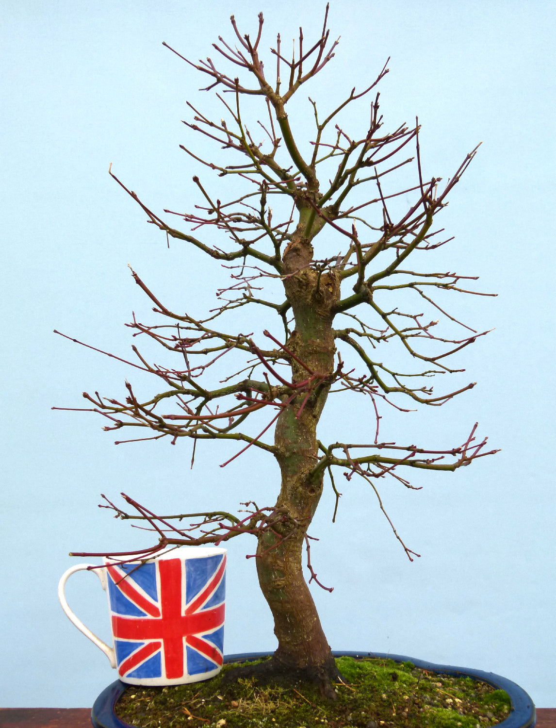 Japanese Maple Bonsai Tree