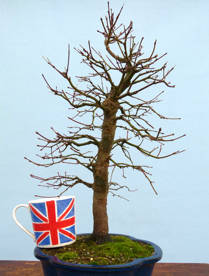 Japanese Maple Bonsai Tree