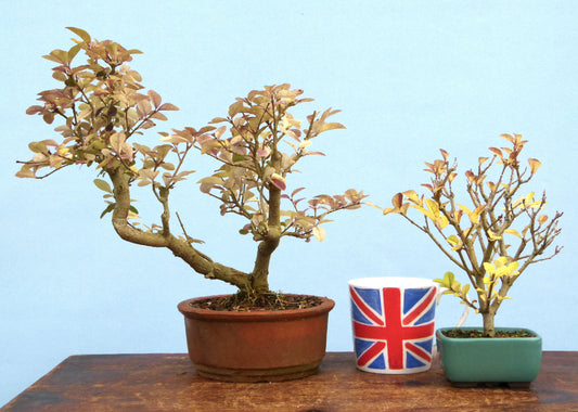 Privet Flowering Bonsai Tree x2 - CLEARANCE