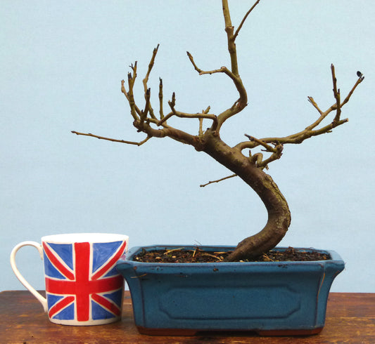 Common Pear Bonsai Starter Tree