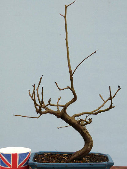 Common Pear Bonsai Starter Tree