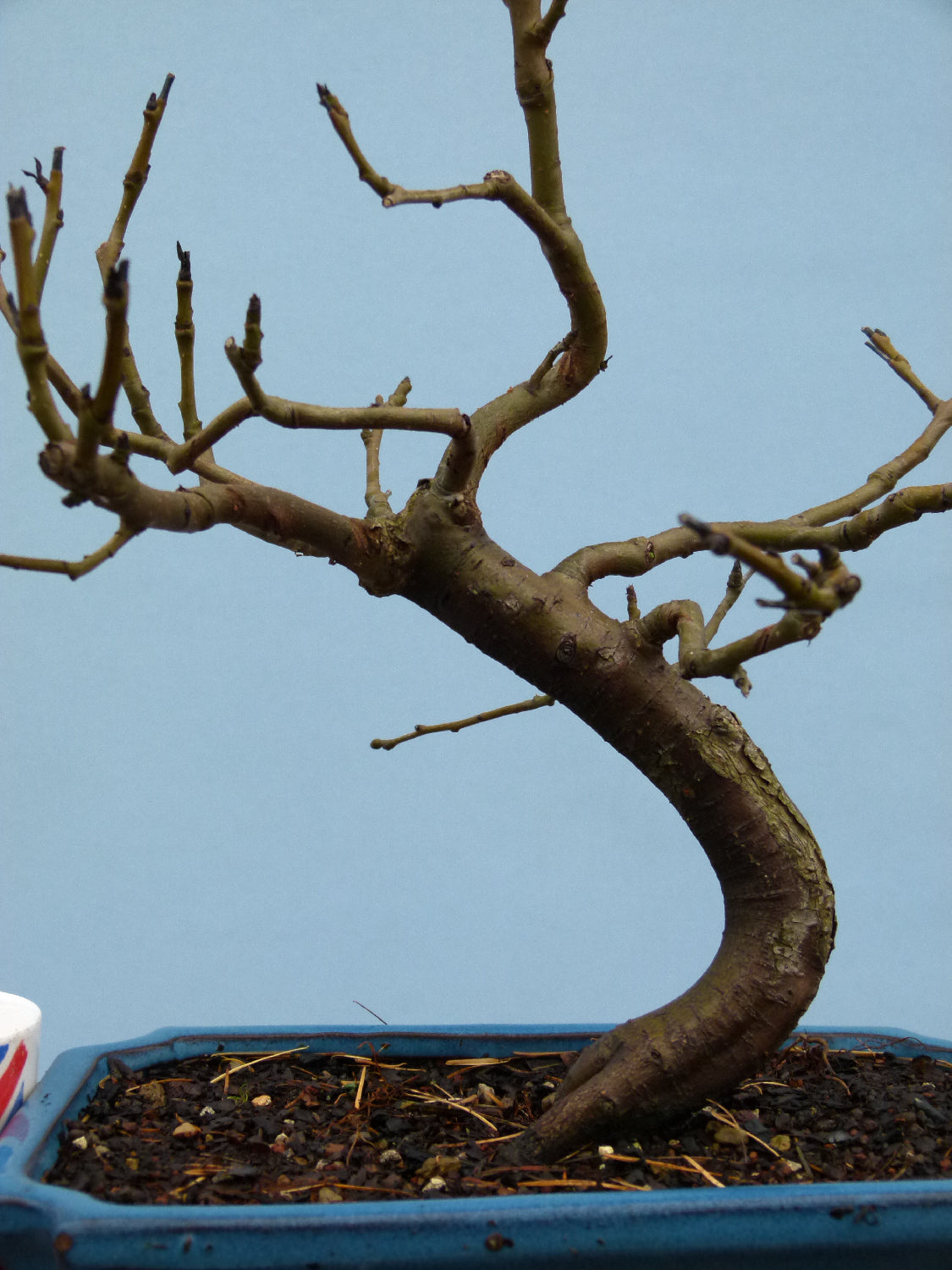 Common Pear Bonsai Starter Tree