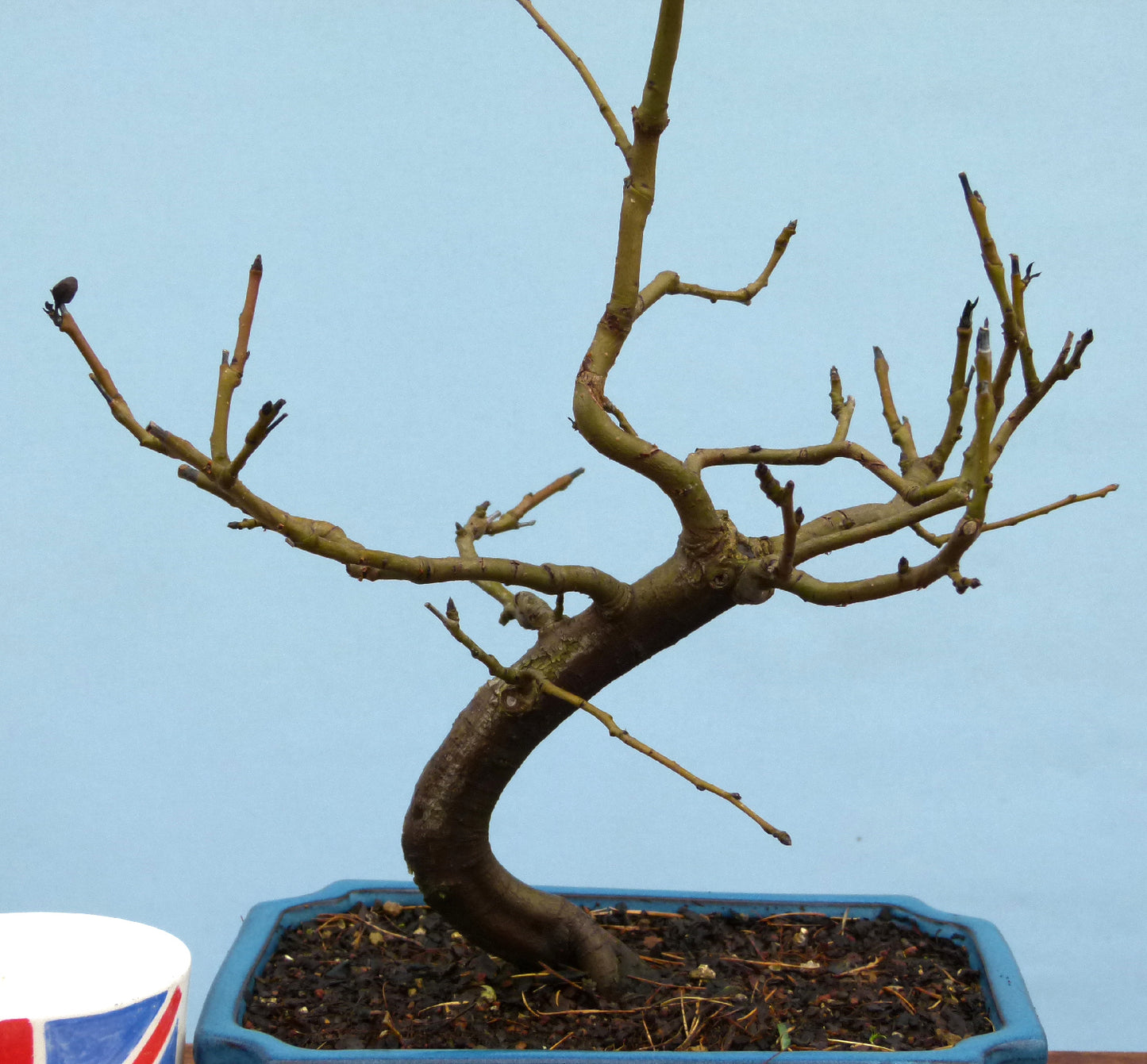 Common Pear Bonsai Starter Tree