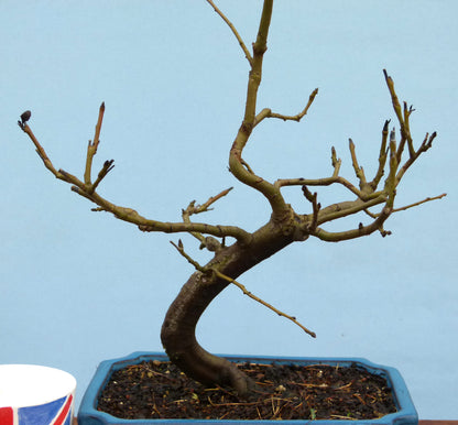 Common Pear Bonsai Starter Tree
